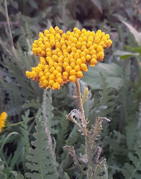 Achillea filipendulina `Parker`