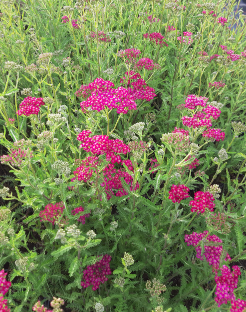 Achillea millefolium `Christel`