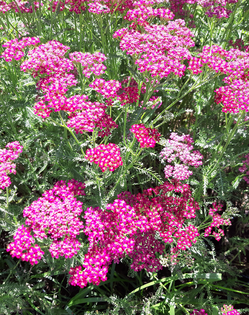 Achillea millefolium `Kirschkönigin`