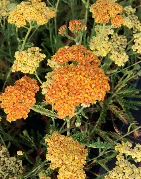 Achillea millefolium `Terracotta`