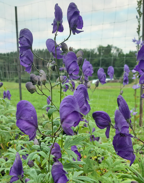 Aconitum henryi `Spark`
