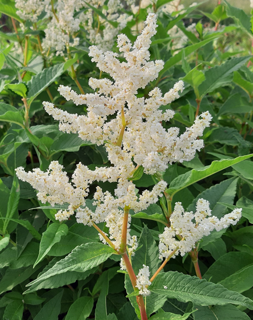 Aconogonon speciosum `Johanniswolke`