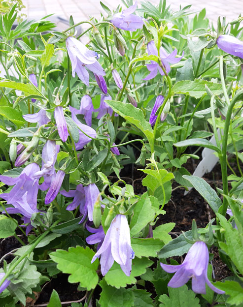 Adenophora confusa `Hemelstraling`