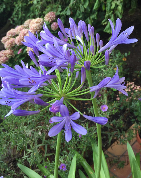 Agapanthus africanus `Headbourne`