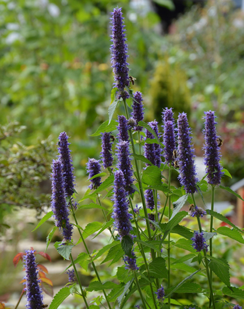 Agastache foeniculum `blau`