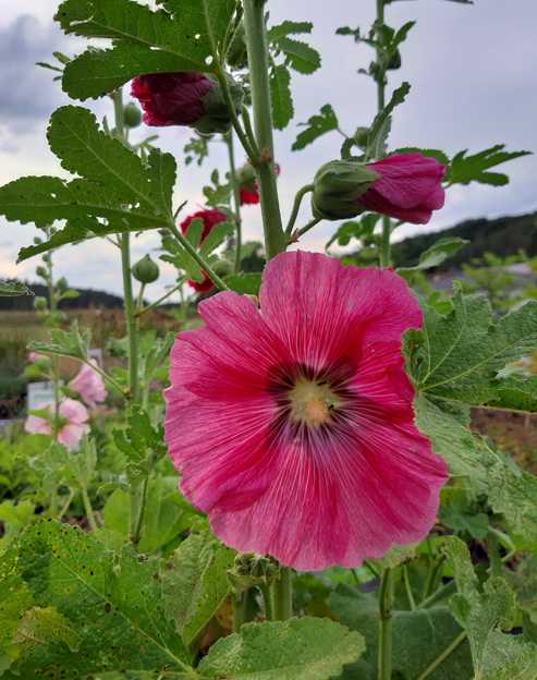 Alcea rosea `Mischung`