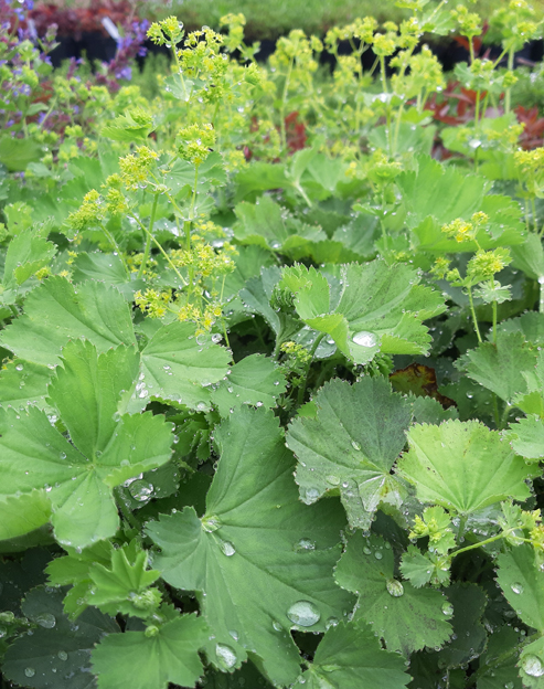 Alchemilla epipsila ``