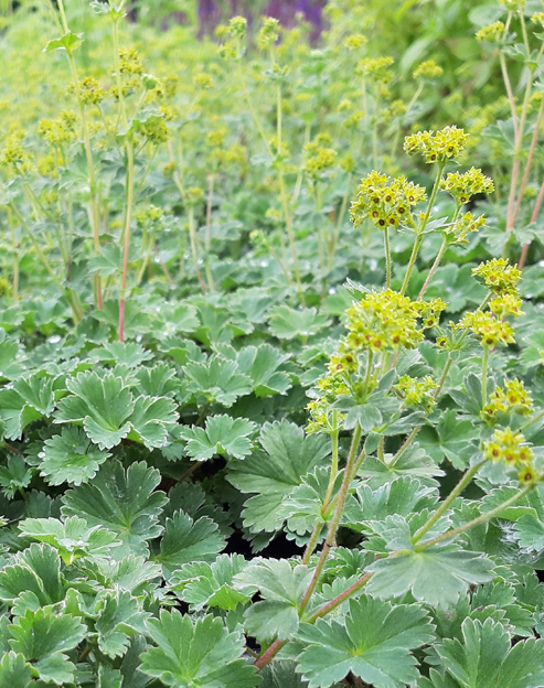 Alchemilla erythropoda ``