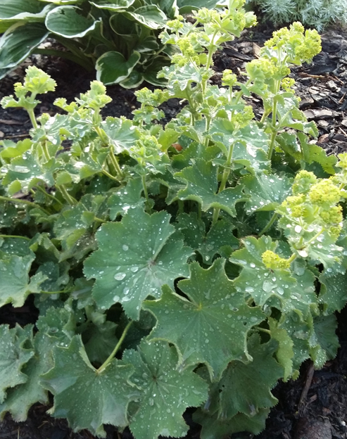 Alchemilla mollis `Robusta`