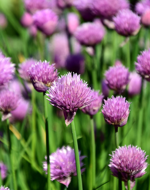 Allium schoenoprasum `Forescate`