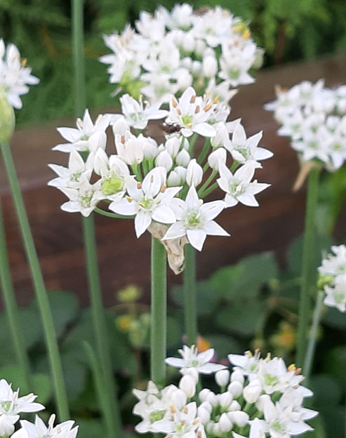 Allium tuberosum ``