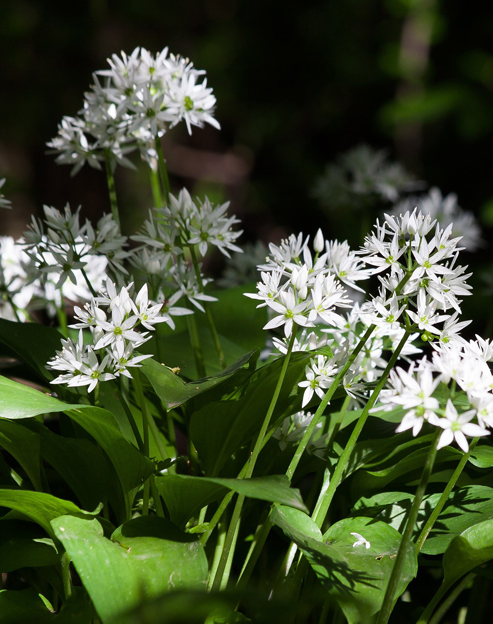Allium ursinum ``