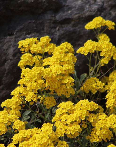 Alyssum montanum `Berggold`