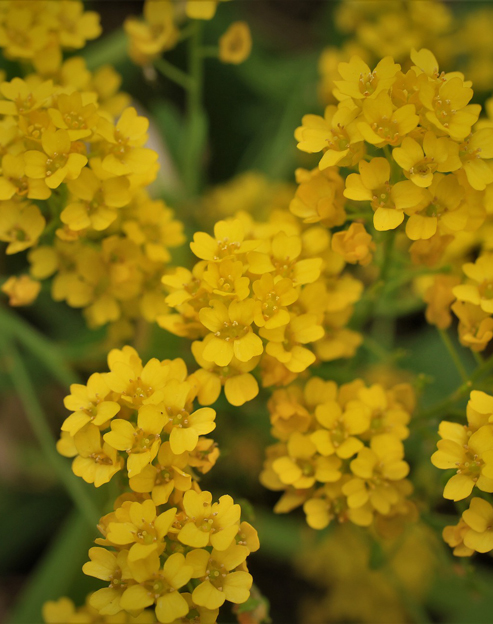 Alyssum saxatile `Goldkugel`