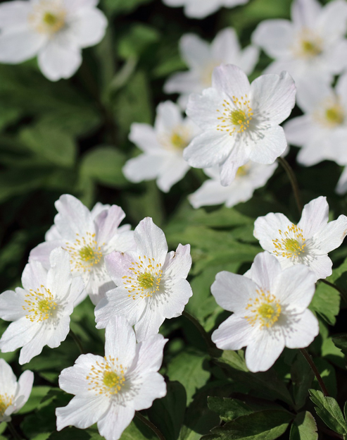 Anemone multifida `Major`