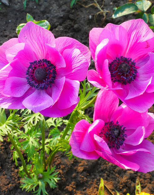 Anemone multifida `Rubra`