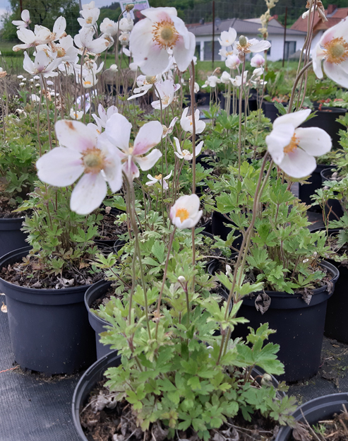 Anemone sylvestris ``