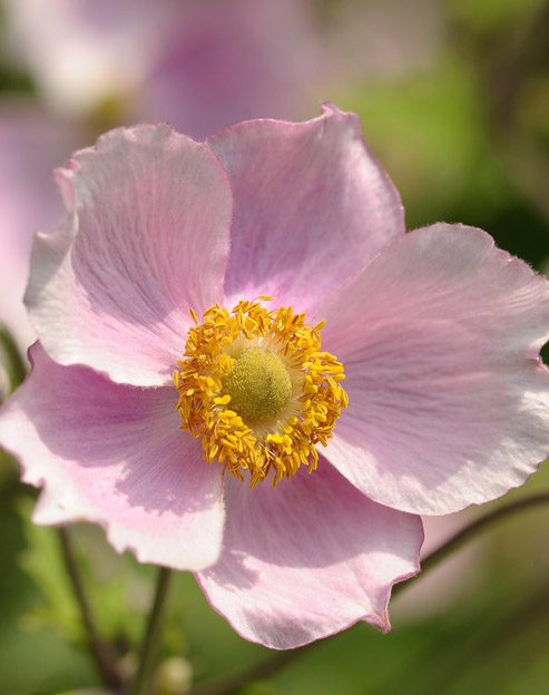 Anemone tomentosa `Robustissima`