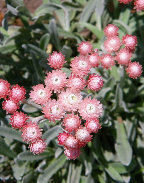 Antennaria dioica ``