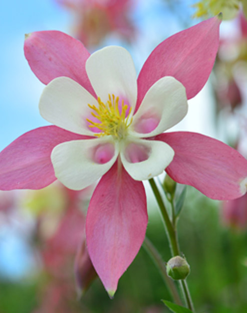 Aquilegia flabellata `Cameo`
