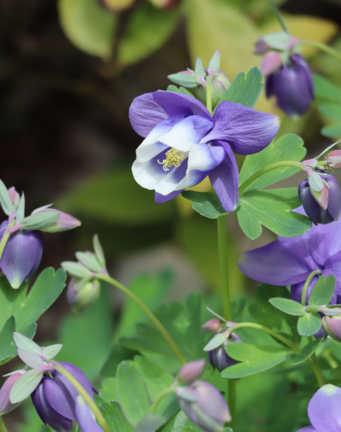 Aquilegia flabellata `Ministar`