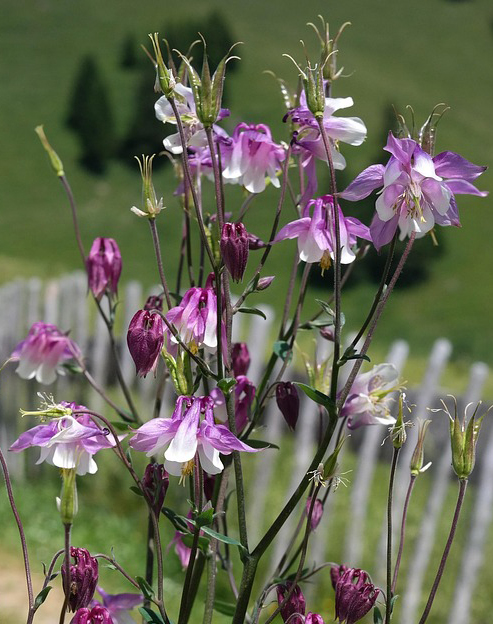 Aquilegia sibirica `Biedermeier`
