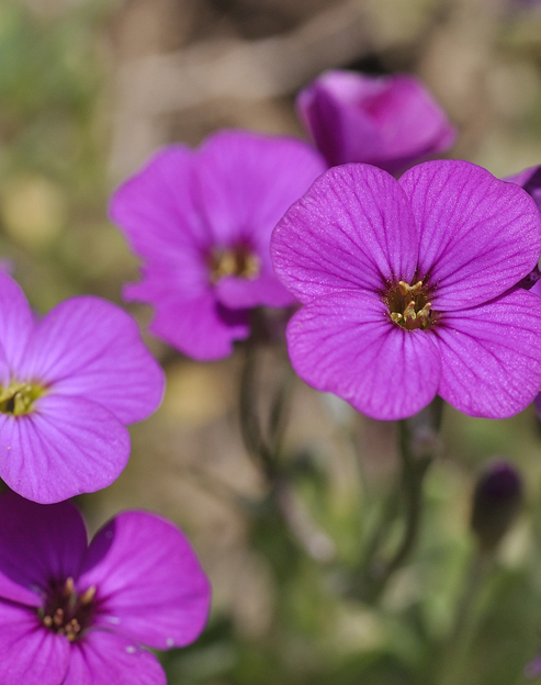 Arabis caucasica `Compinki`