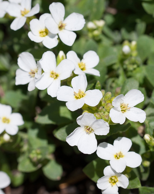 Arabis caucasica `Schneeball`
