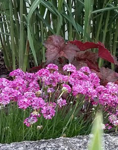 Armeria maritima `Splendens`