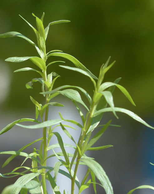 Artemisia dracunculus ``