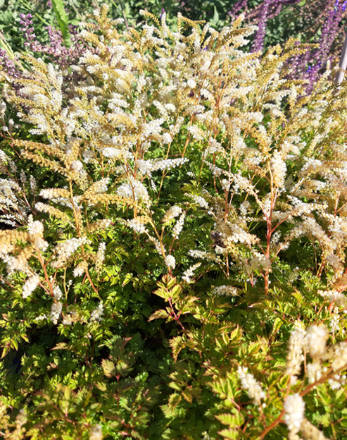 Aruncus aethusifolius `Elegance`