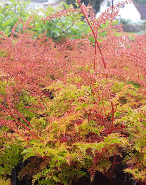 Aruncus aethusifolius `Porzellan`