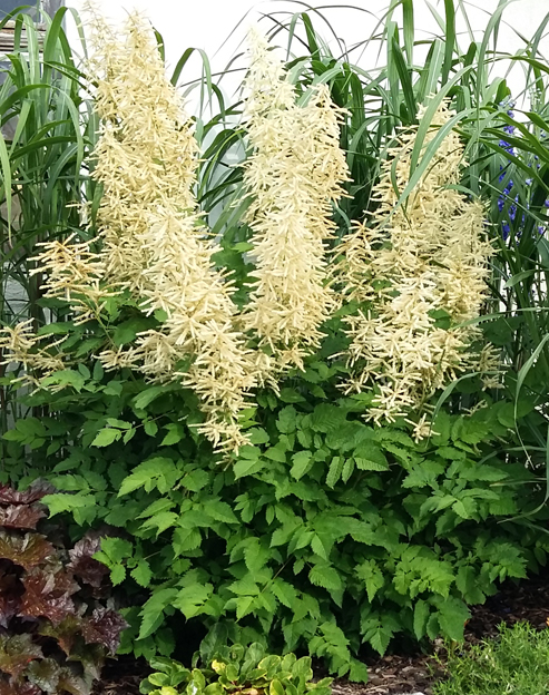 Aruncus dioicus ``