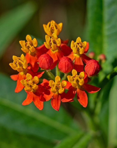 Asclepias incarnata ``