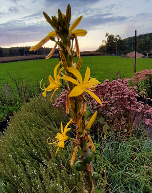 Asphodeline lutea ``