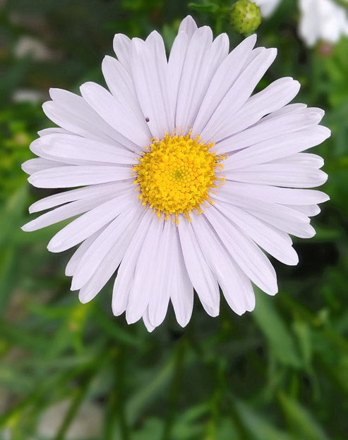Aster alpinus `Weisse-Schoene`