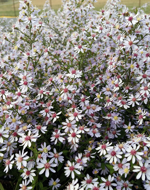 Aster cordifolius `Blütenregen`