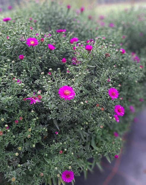 Aster dumosus `Starlight`
