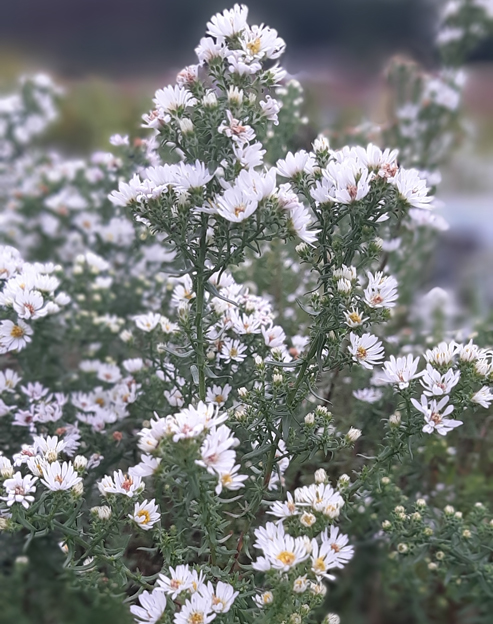 Aster ericoides ``