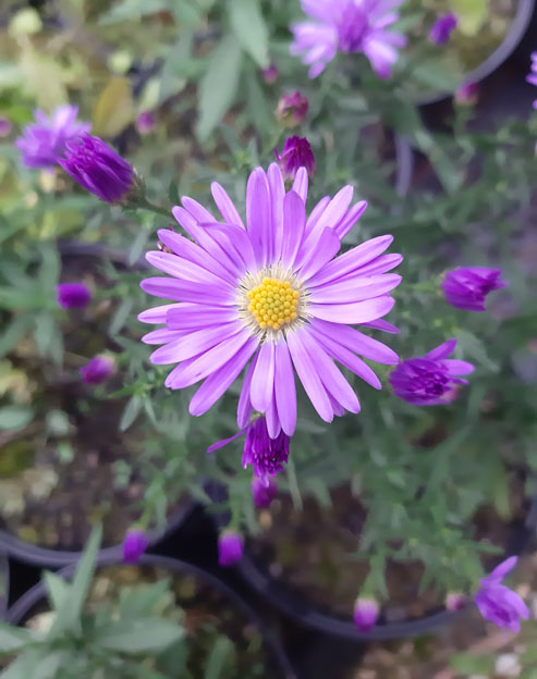 Aster novae-angliae `Michi`