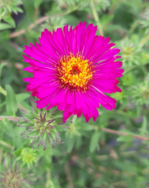 Aster novae-angliae `Rubinschatz`