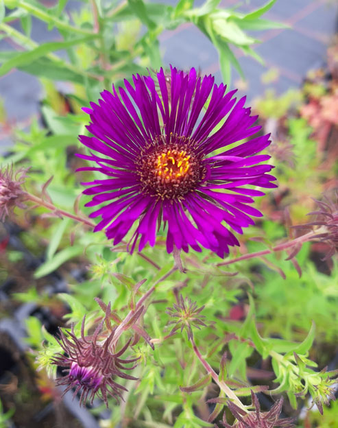 Aster novae-angliae `Violetta`