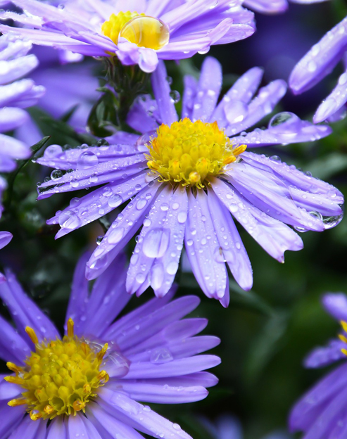 Aster novi-belgii ``