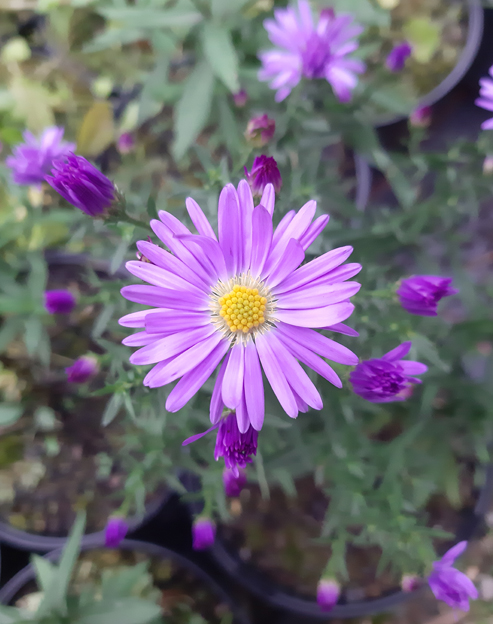Aster novi-belgii `Blauglut`