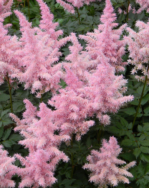 Astilbe arendsii `Showstar`