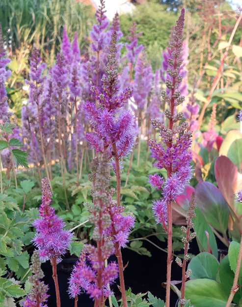Astilbe chinensis `Pumila`