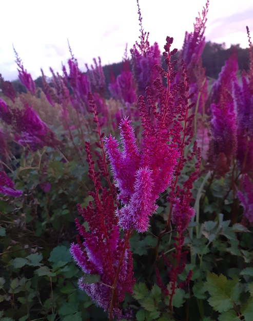 Astilbe chinensis `Superba`