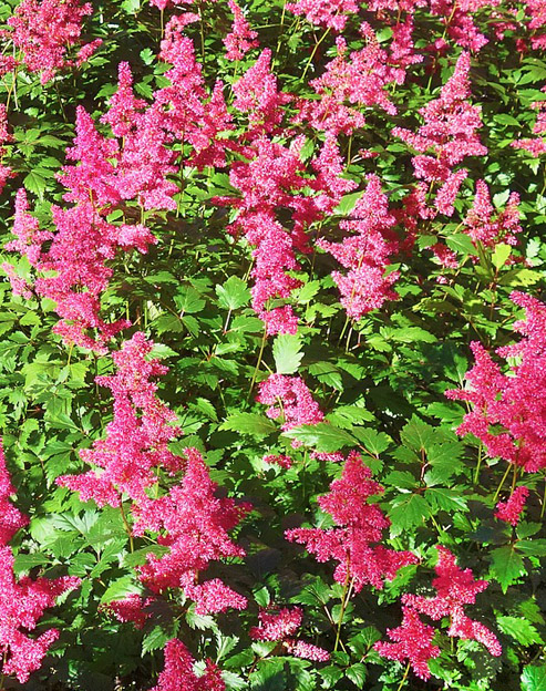 Astilbe japonica `Bremen`