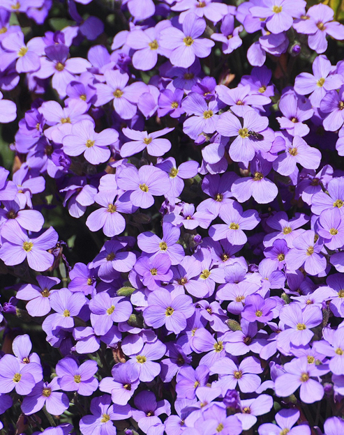 Aubrieta cultorum `Huerth`