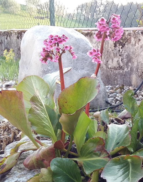 Bergenia cordifolia `Oeschberg`